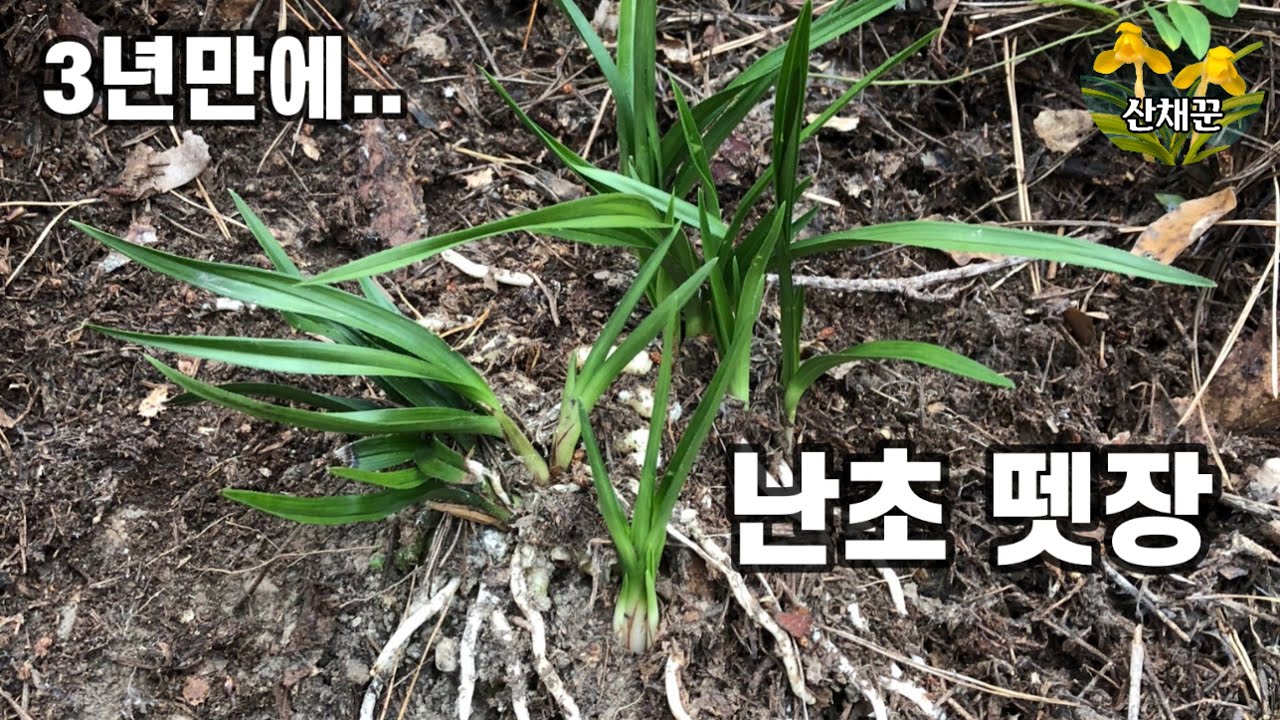 3년만에 다시 만난..잎변뗏장