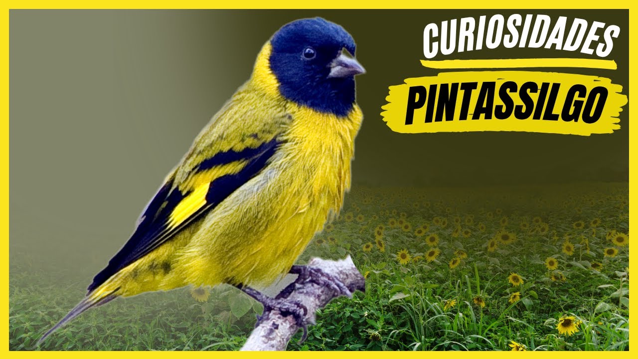 Curiosidades Sobre o 