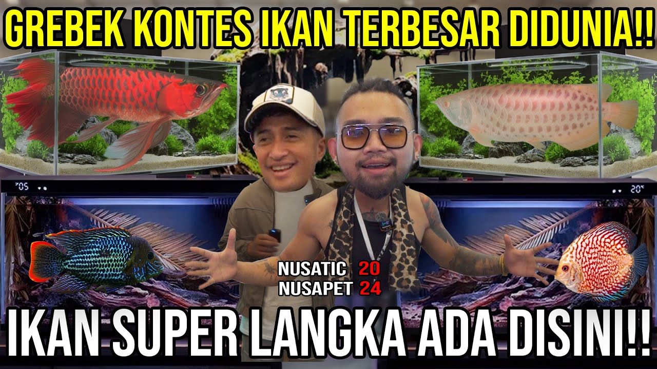 GREBEK KONTES IKAN TERBESAR DIDUNIA 2024 ARWANA DISCUS CUPANG AQUASCAPE CICHILD MANFISH TERMAHAL!!