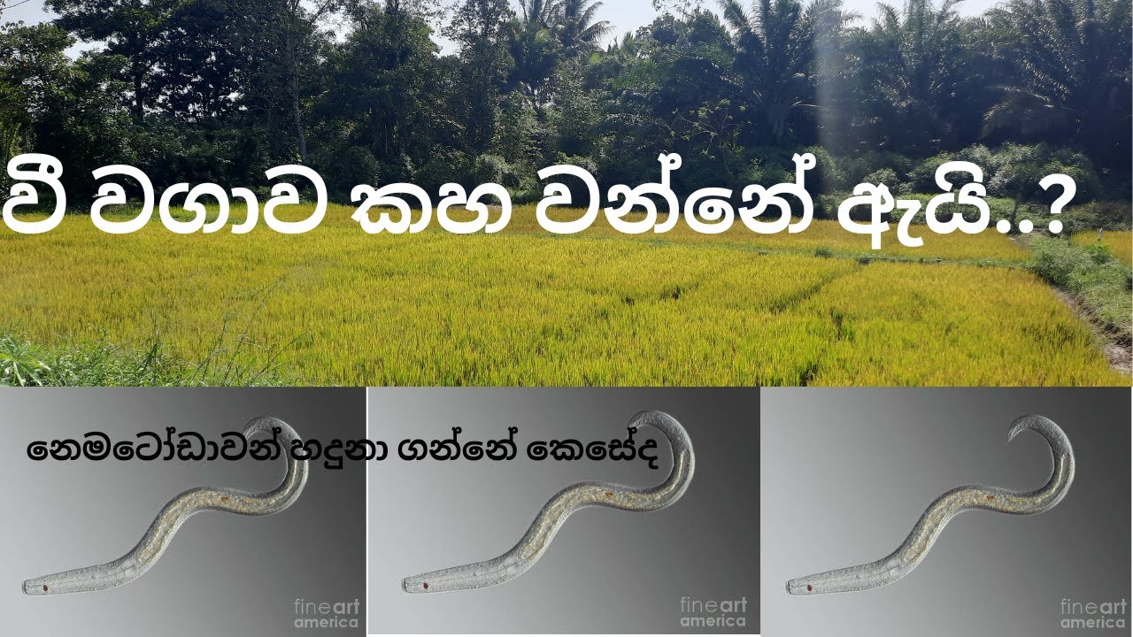 වී වගාවේ වටපණු රෝගය හදුනා ගන්නේ කෙසේද | How to identify Nematodes attack of Paddy cultivation