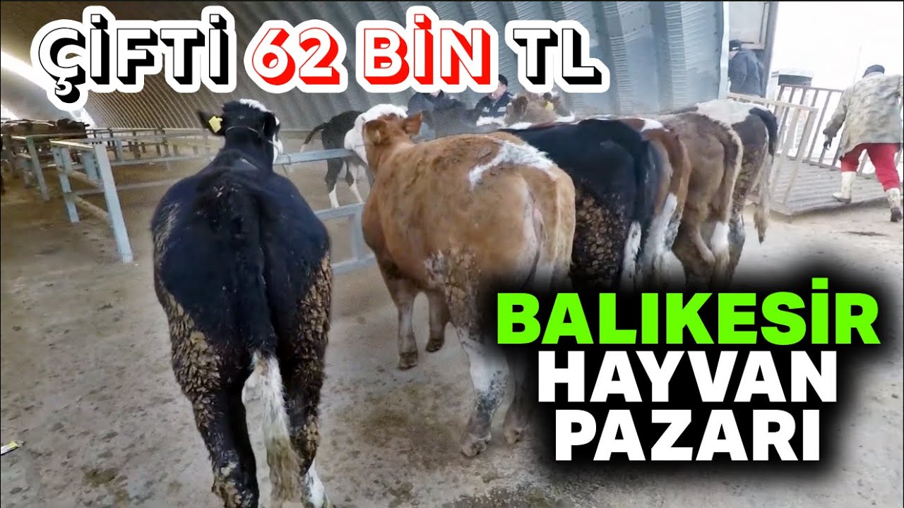 Balıkesir Hayvan Pazarı En Güncel Fiyatlar !!