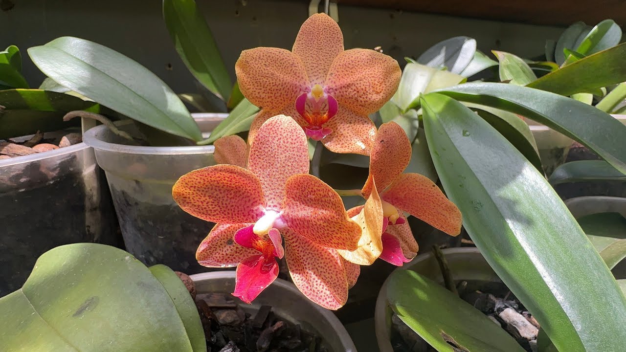 COMO CULTIVAR PHALAENOPSIS 