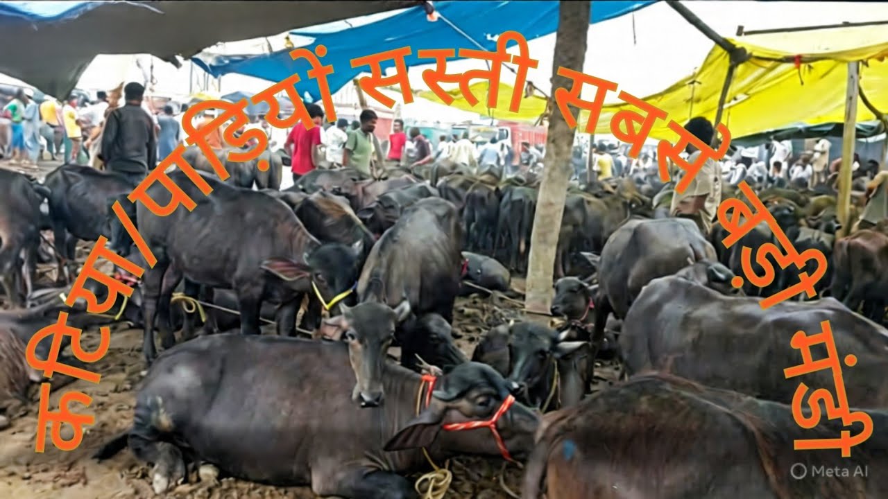 Madhiyai Pashu Mandi | Katiya | Paddi Bazar | Meerut Mandi | Murra Katri | Murra Calf |Female heifar