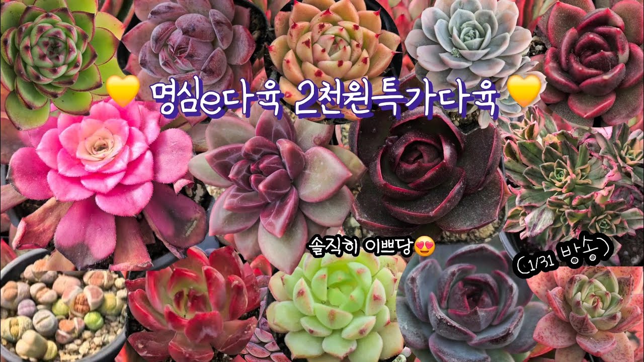 명심e 2천원특가다육♡(1.31.토)