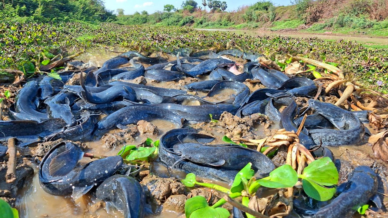 Wow, a woman caught a lot of fish in a pond with her hands.
