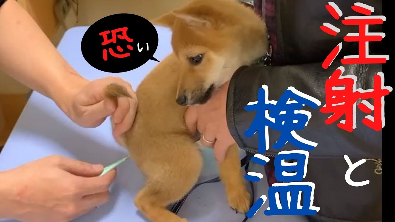 豆柴大吉＃３７『狂犬病注射VSお尻検温　どっちが怖い？！』【仔犬】【生後3カ月】