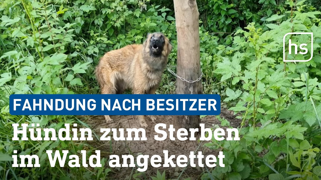Tierheime alarmieren: Immer mehr Hundebesitzer setzen ihre Tiere aus | hessenschau