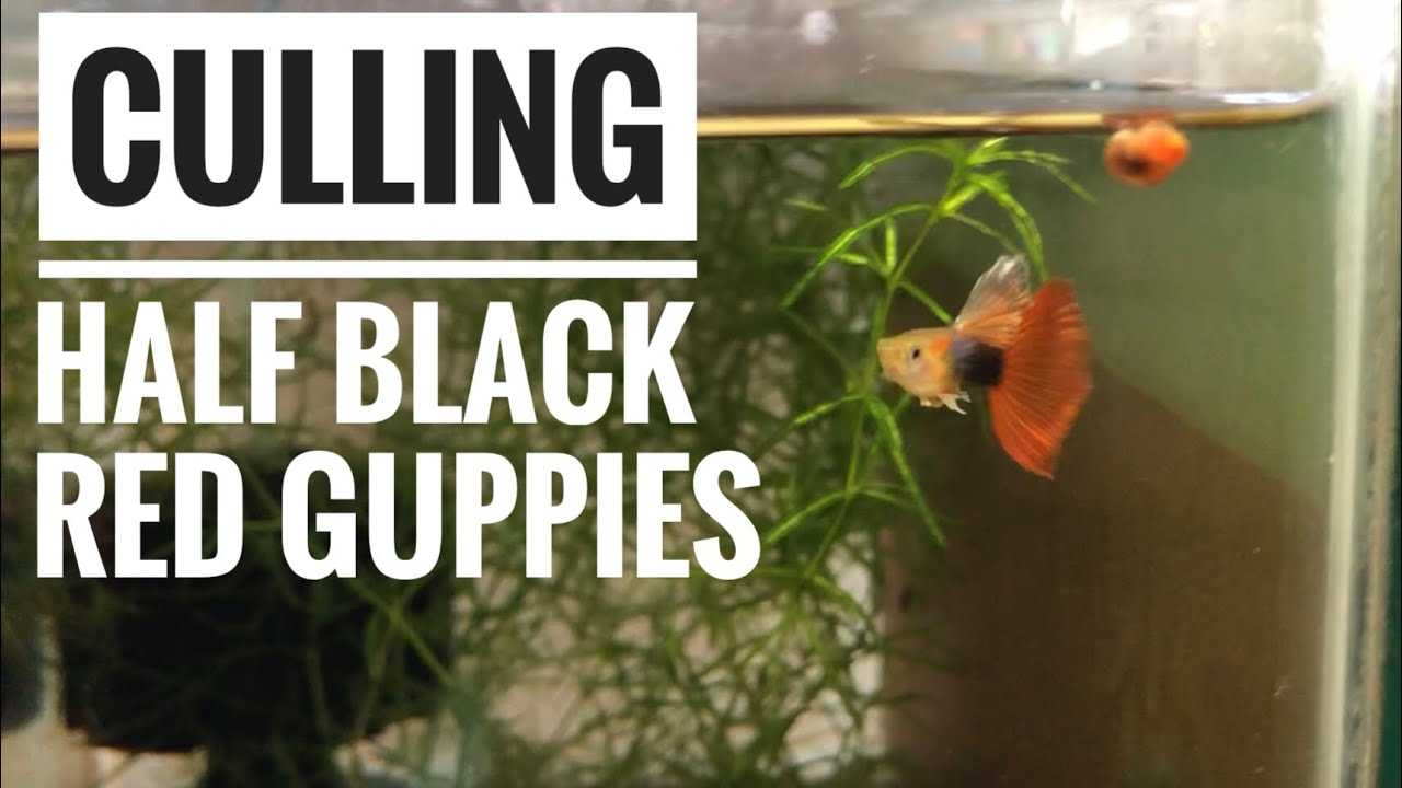 Culling Half Black Red Guppies (Delta)