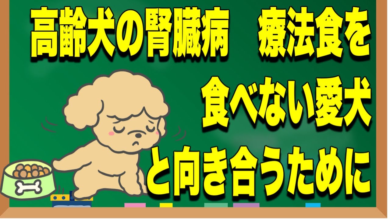 【高齢犬の腎臓病】療法食を食べない愛犬と向き合うための考え方と工夫