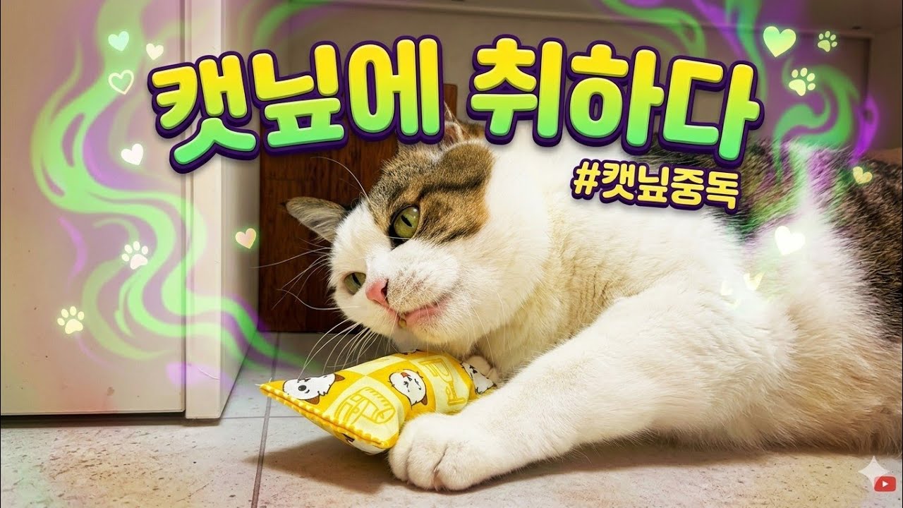 캣닢 인형 사줬더니 일어난 일 @1000stv 