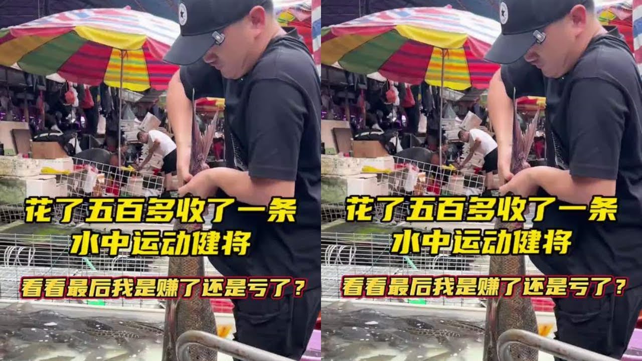 花500多收了一条水中运动健将，看看最后我是赚了还是亏了？