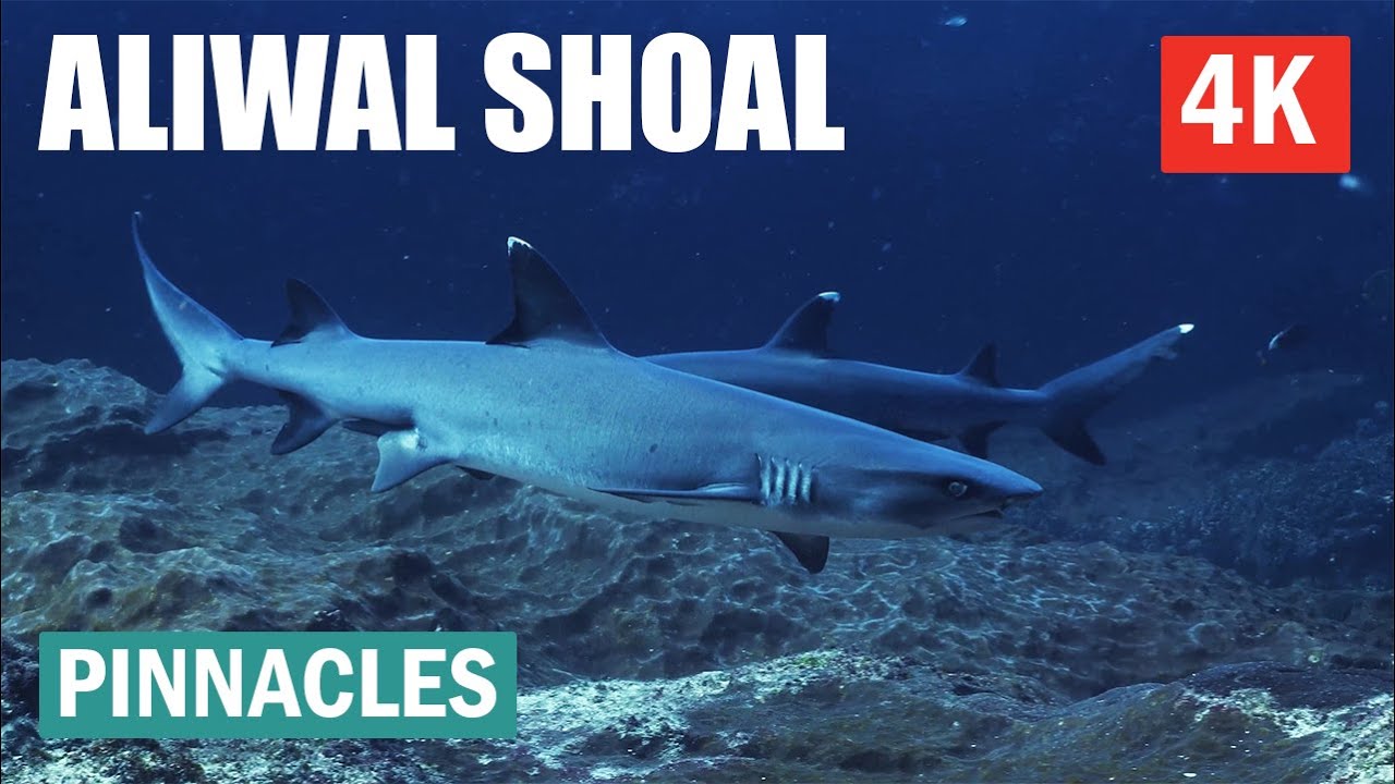 Aliwal Shoal Scuba Diving 4K - Pinnacles and North Sands - March 2024