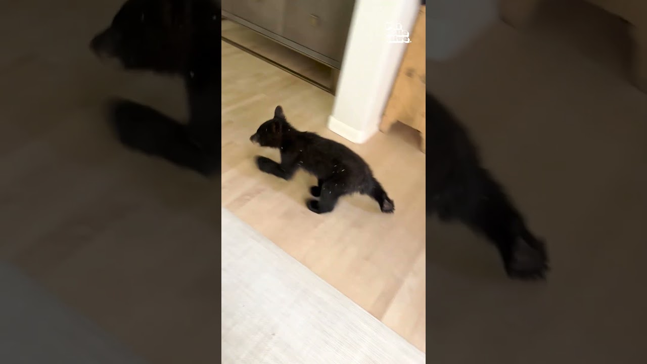 Cute Bear Cub Gets Lost In Cabin