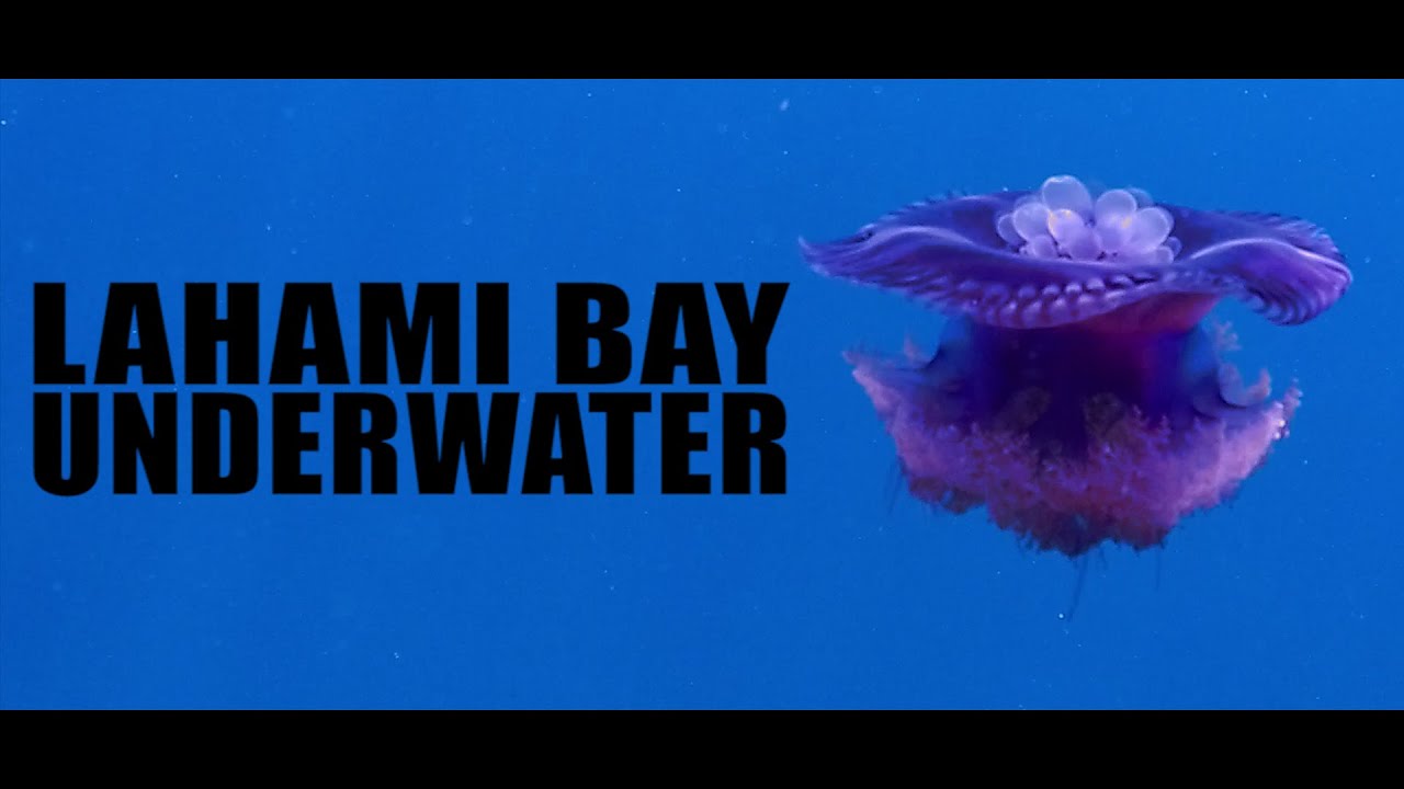 Lahami Bay Underwater