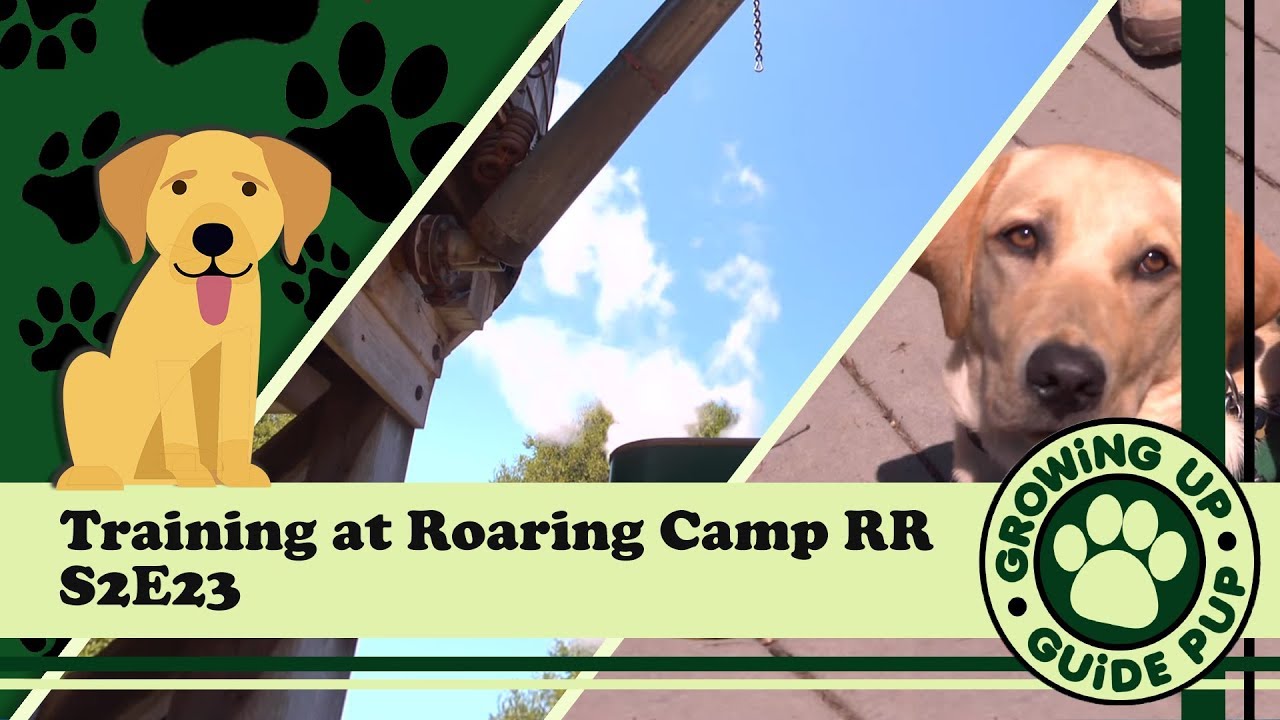 Service Dog Training at Roaring Camp RR S2E23