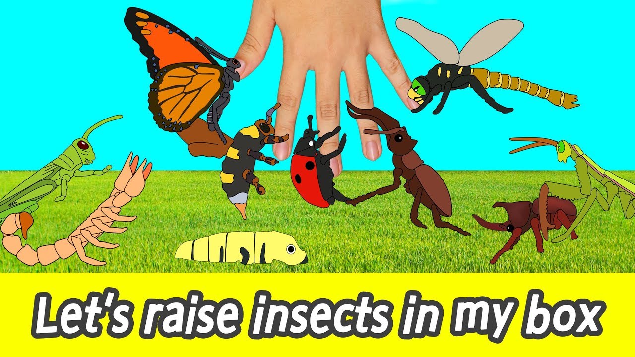 [EN] Let's raise insects in my box! kids cartoon, insects names for kidsㅣCoCosToy