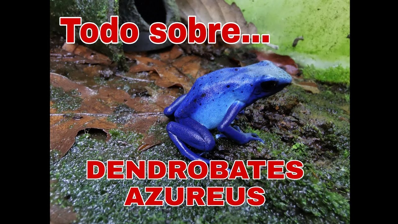 Guia sobre DENDROBATES AZUREUS. La rana azul