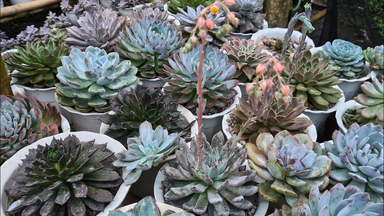Succulent Update & Checking Time...