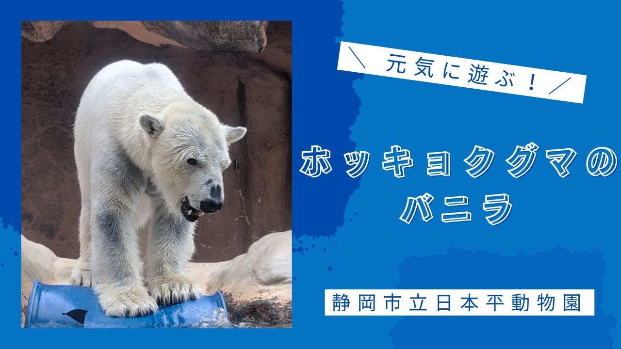 【静岡市立日本平動物園】元気に遊ぶ！ホッキョクグマのバニラ🐻‍❄️