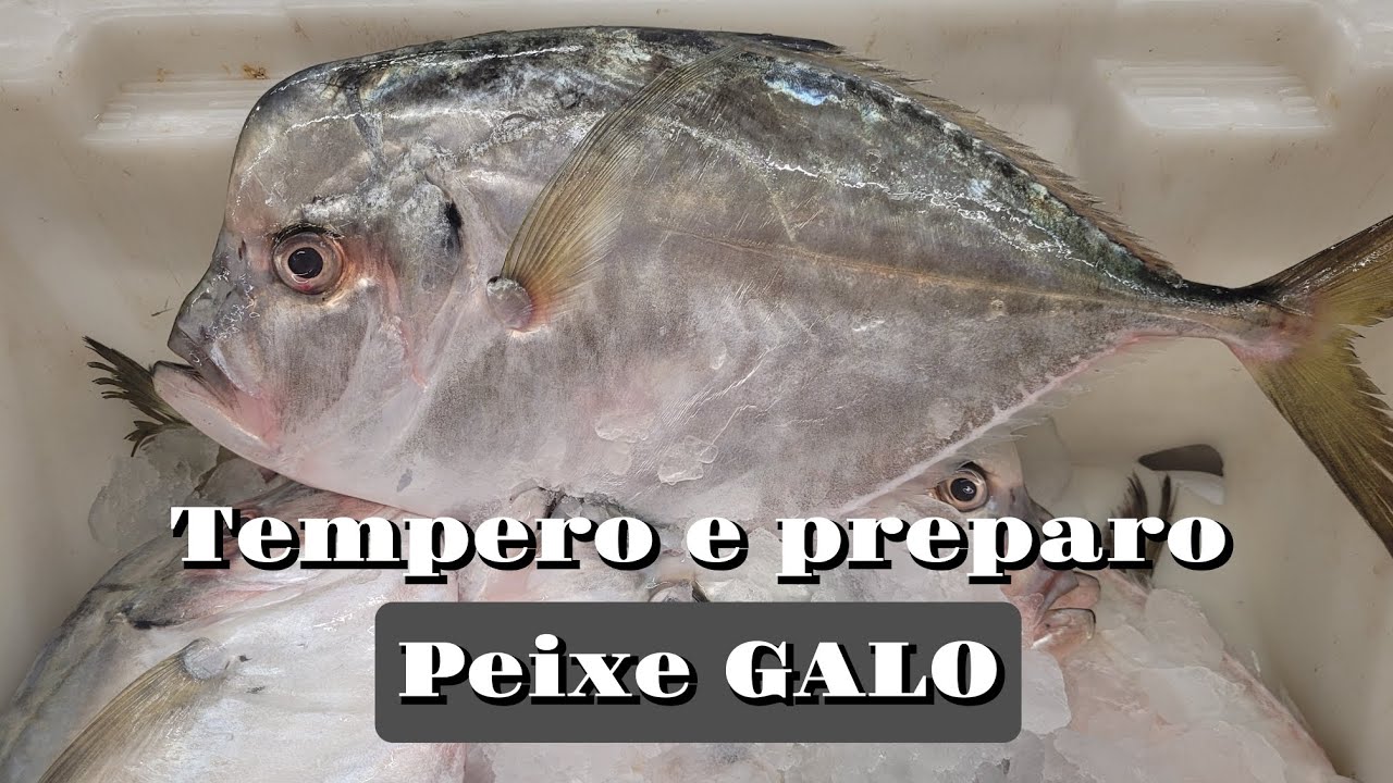 PEIXE GALO | LIMPEI | TEMPEREI E FICOU DELICIOSO