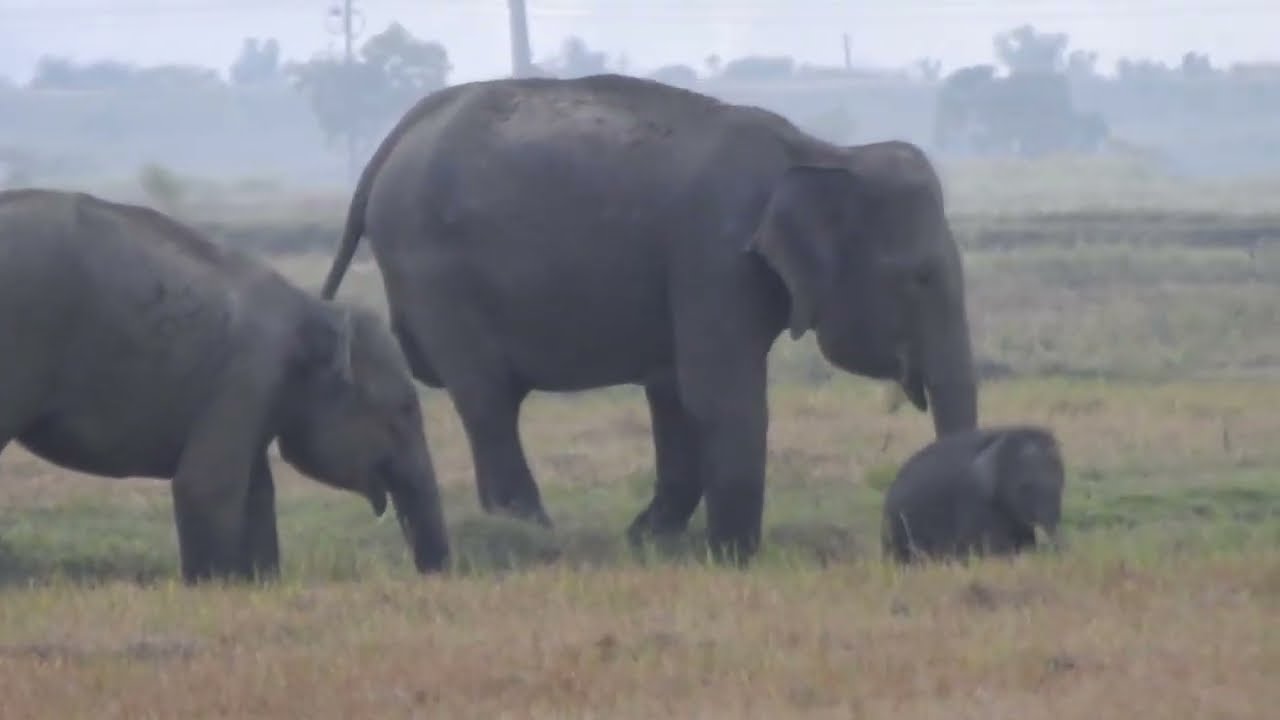 WILD ELEPHANTS HERD #wildelephant #nature #elephantworld #safari #animals #travel #elephantlovers 🩷🐘