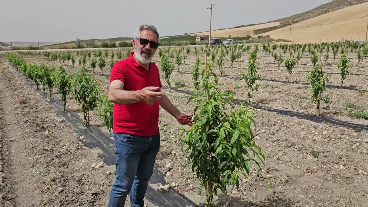 Pesco e Nettarine precocissime: l'importanza del sesto d'impianto e dell'ottimale formazione .