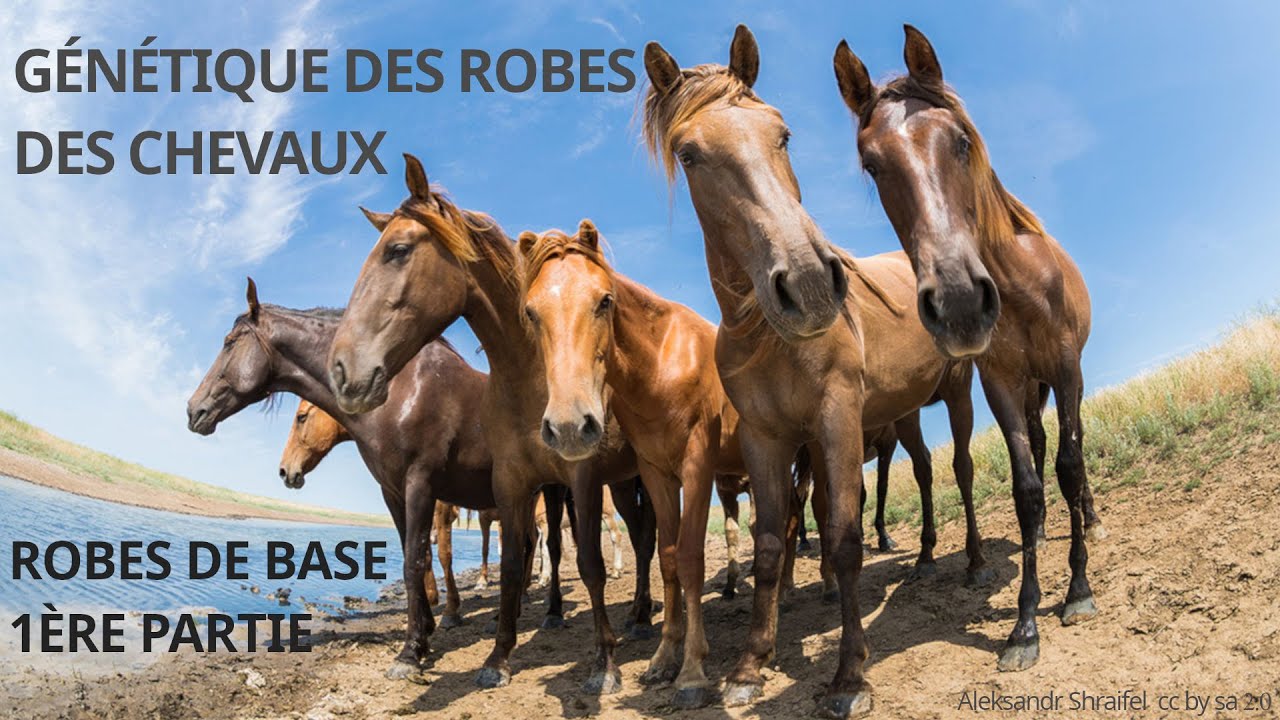 Génétique des robes des chevaux : les robes de base 1