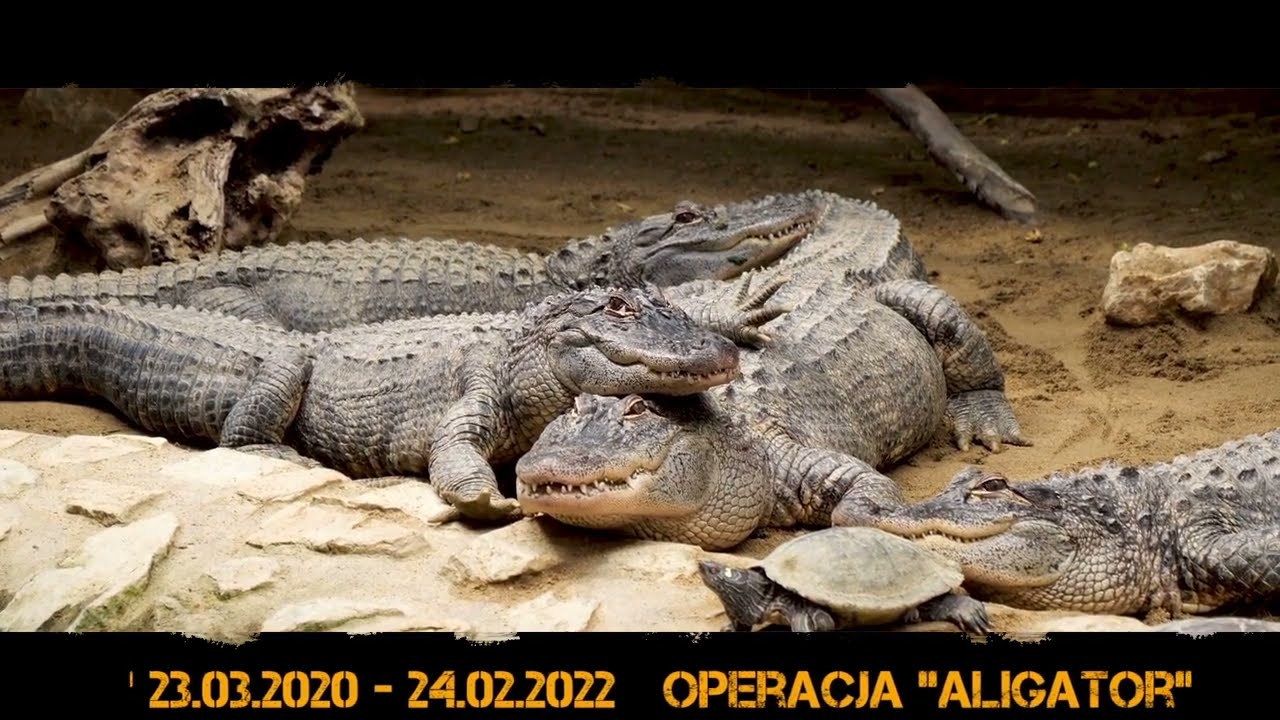Operacja 