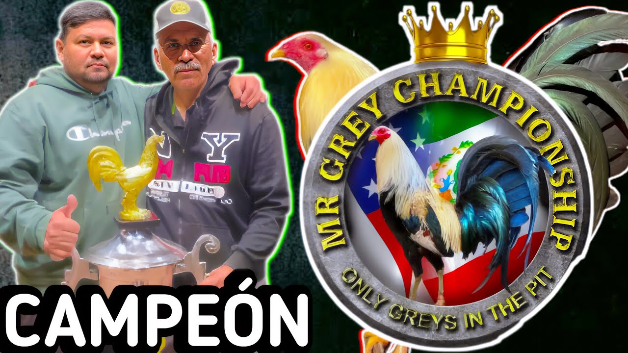Destello Game Farm/ Ganador Mr Grey En Mexicali 🏆 🐓🐓🐓💥💥🔥🔥