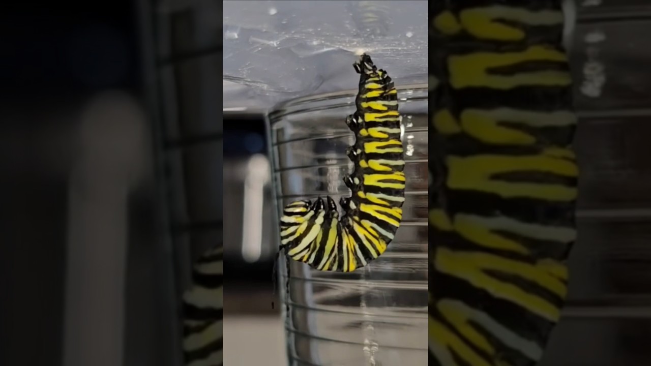 How to Raise Monarch Butterflies and Monarch Caterpillars