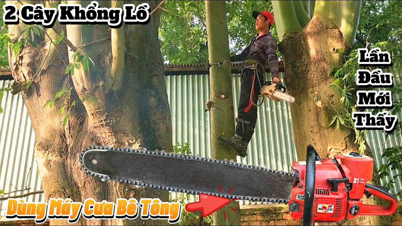 Cưa cây siêu khủng, siêu to um tùm trên nóc nhà / Sawing down a huge tree on the roof | P37