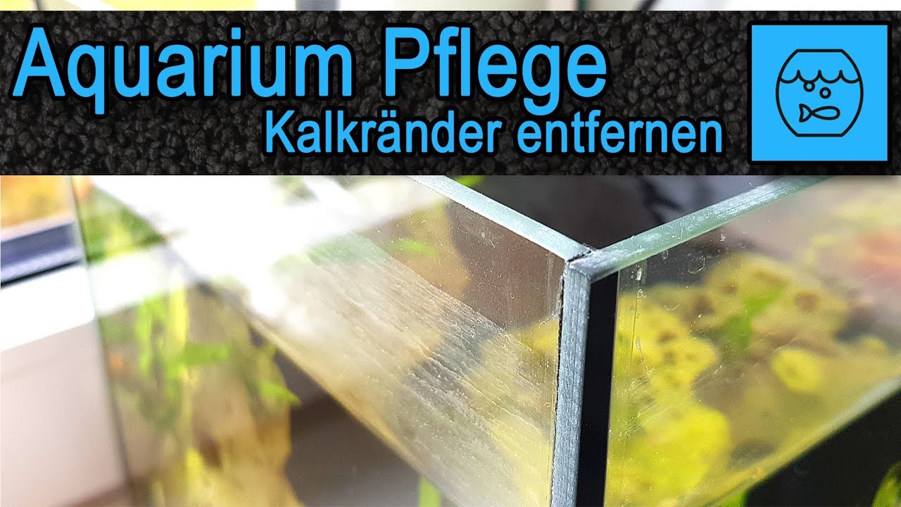 Aquarium Pflege - Kalkränder an Scheiben entfernen - Einfacher Trick zum Aquarium reinigen