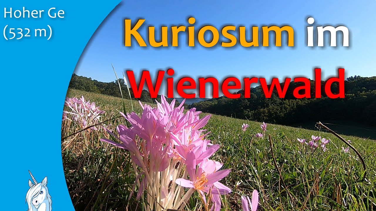Hoher Ge - Kuriosum im Wienerwald - Wandern in Niederösterreich