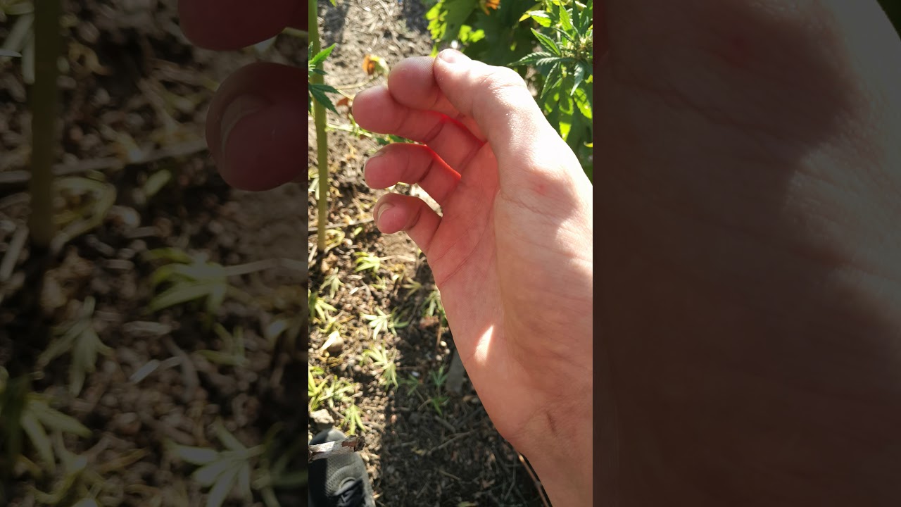 Outdoors:135 days