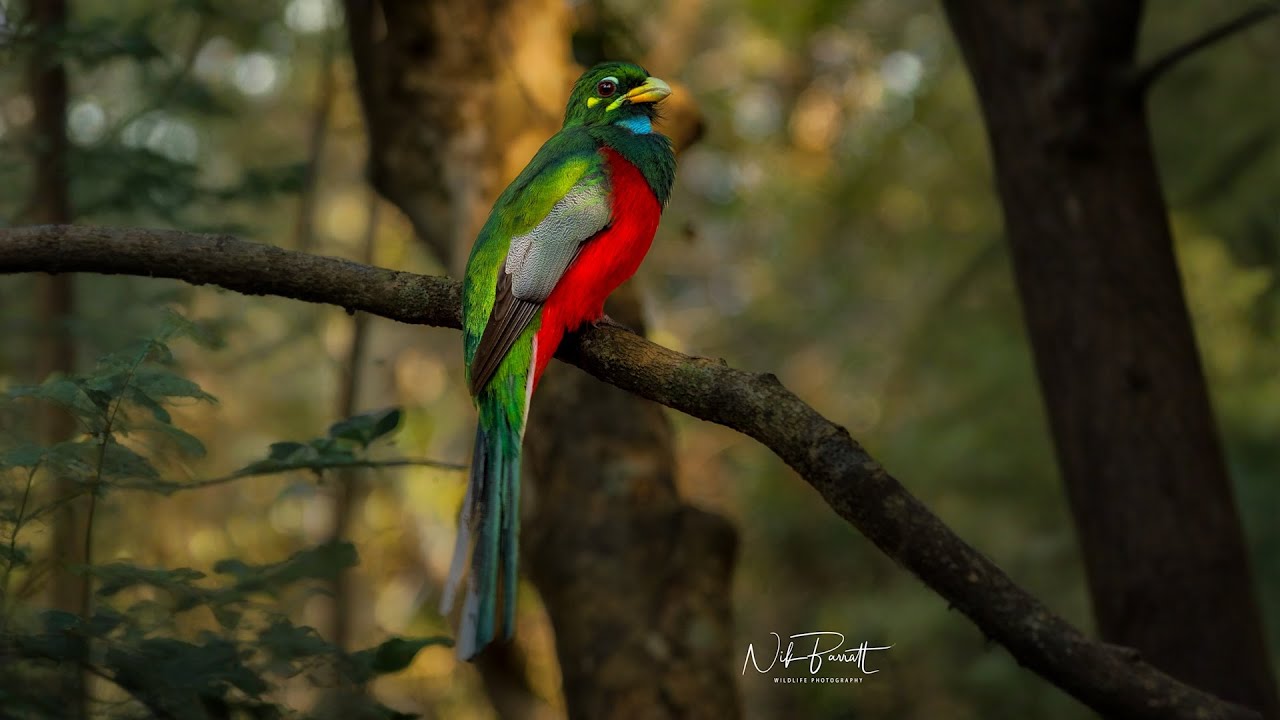 A narina trogon calling from a low branch | andBeyond Phinda | WILDwatch