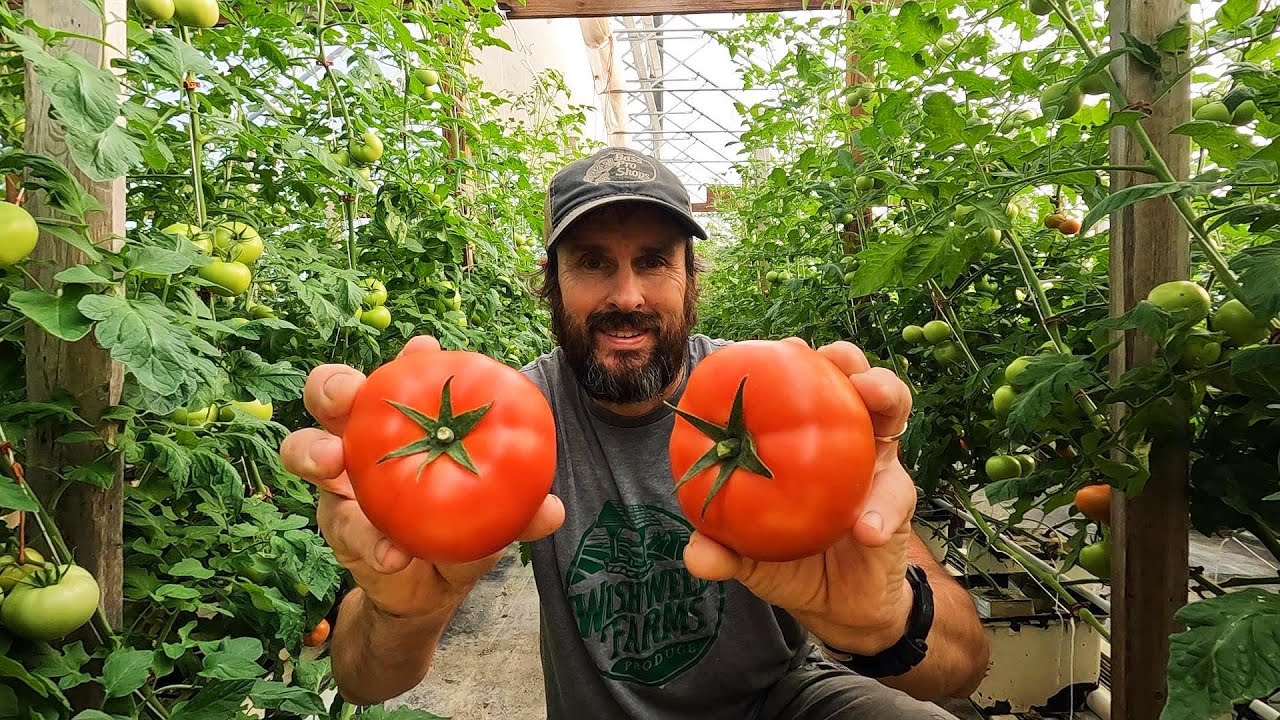 GREENHOUSE TOMATO HARVEST HAS BEGUN!