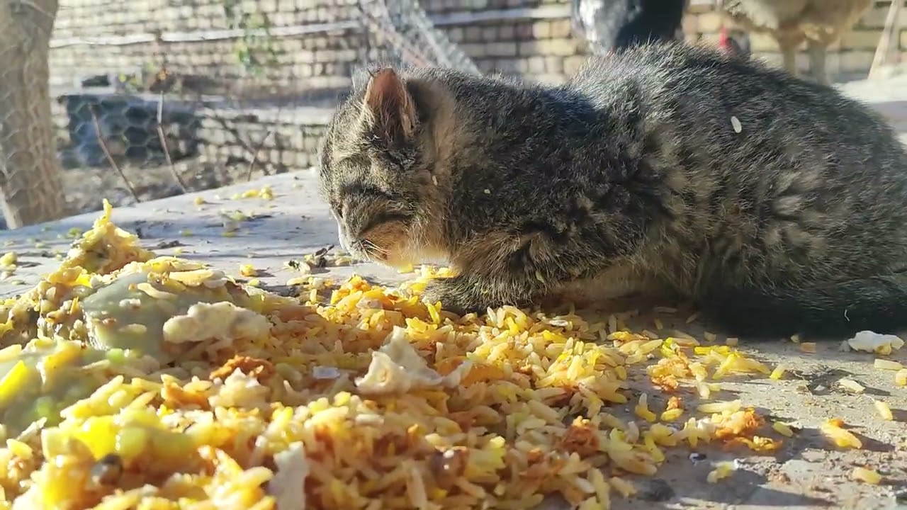 شیر گربه !!!