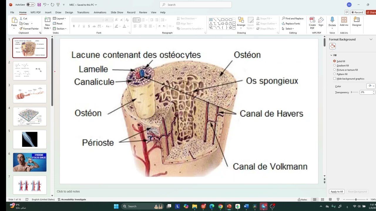 La matrice extra cellulaire (MEC) 