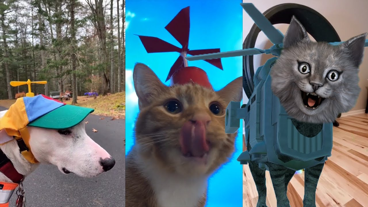 HELİKOPTER HELİKOPTER | Kedi ve Köpeklerin Tik Tok Akımına Tepki