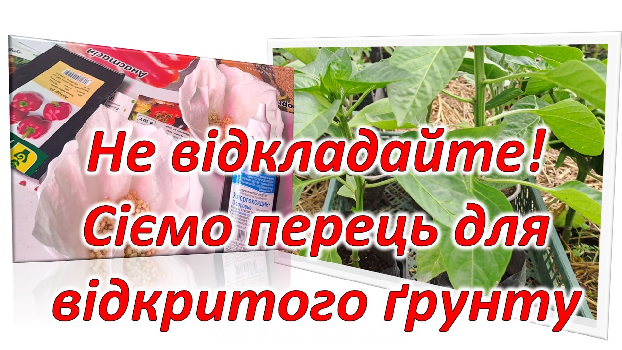 Не відкладайте. Сіємо перець для відкритого грунту. 5 березня