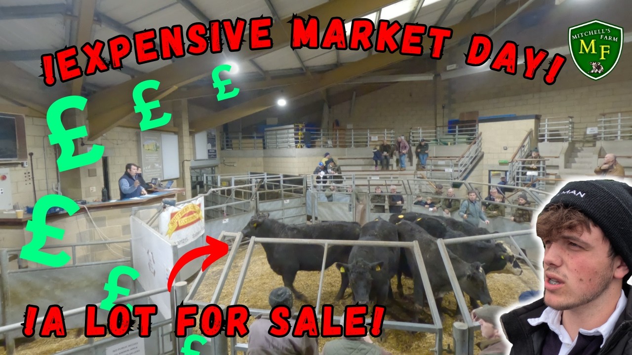 Big UK Livestock Market!| High prices!
