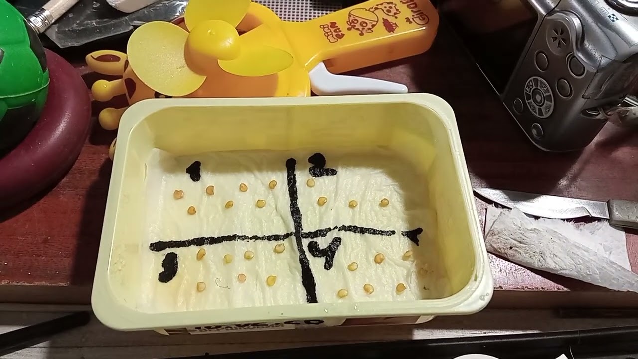 ПРОРОСШИЕ СЕМЕНА комнатных ПЕРЦЕВ пере