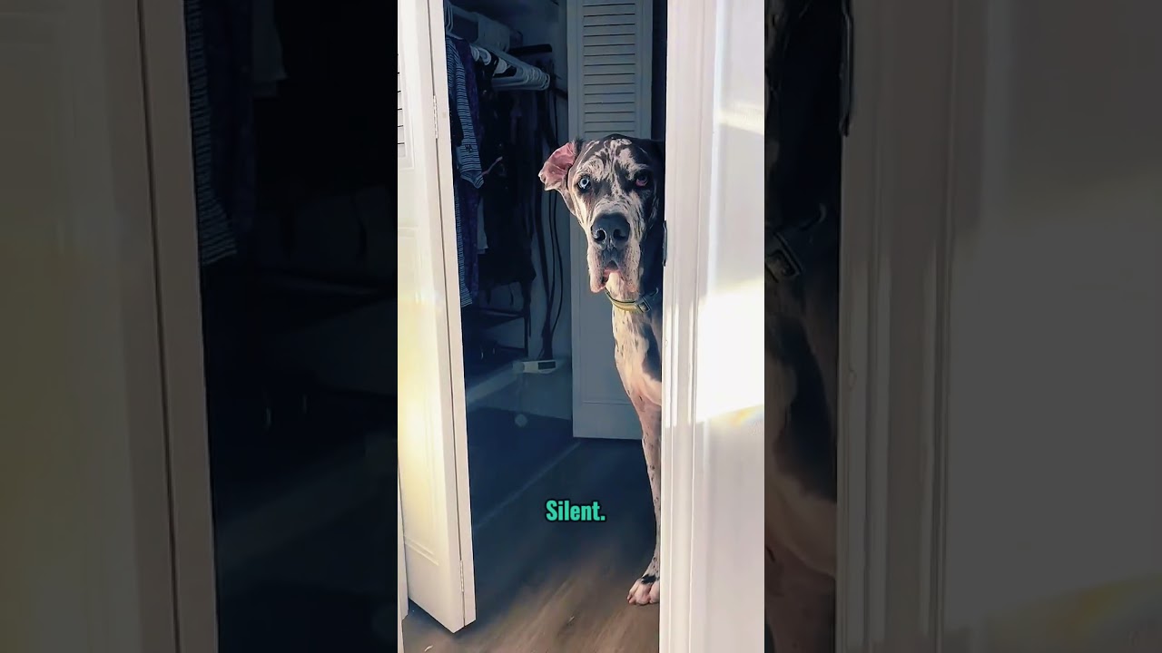 Dogs Follow You To The Bathroom For A Reason Most Owners Get Wrong