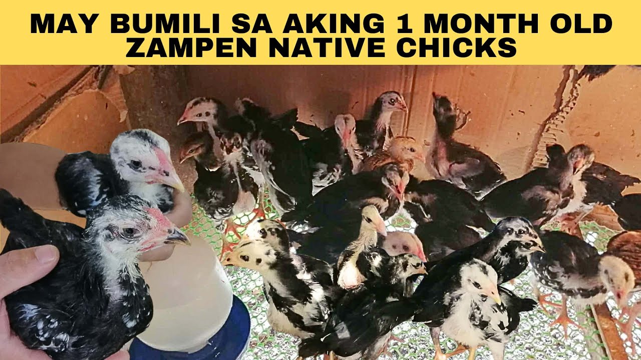 May bumili na sa aking 1 month old zampen native chicks