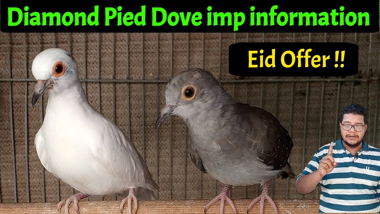 Diamond pied dove important information | Exclusive Eid Offer for all of you | Birds