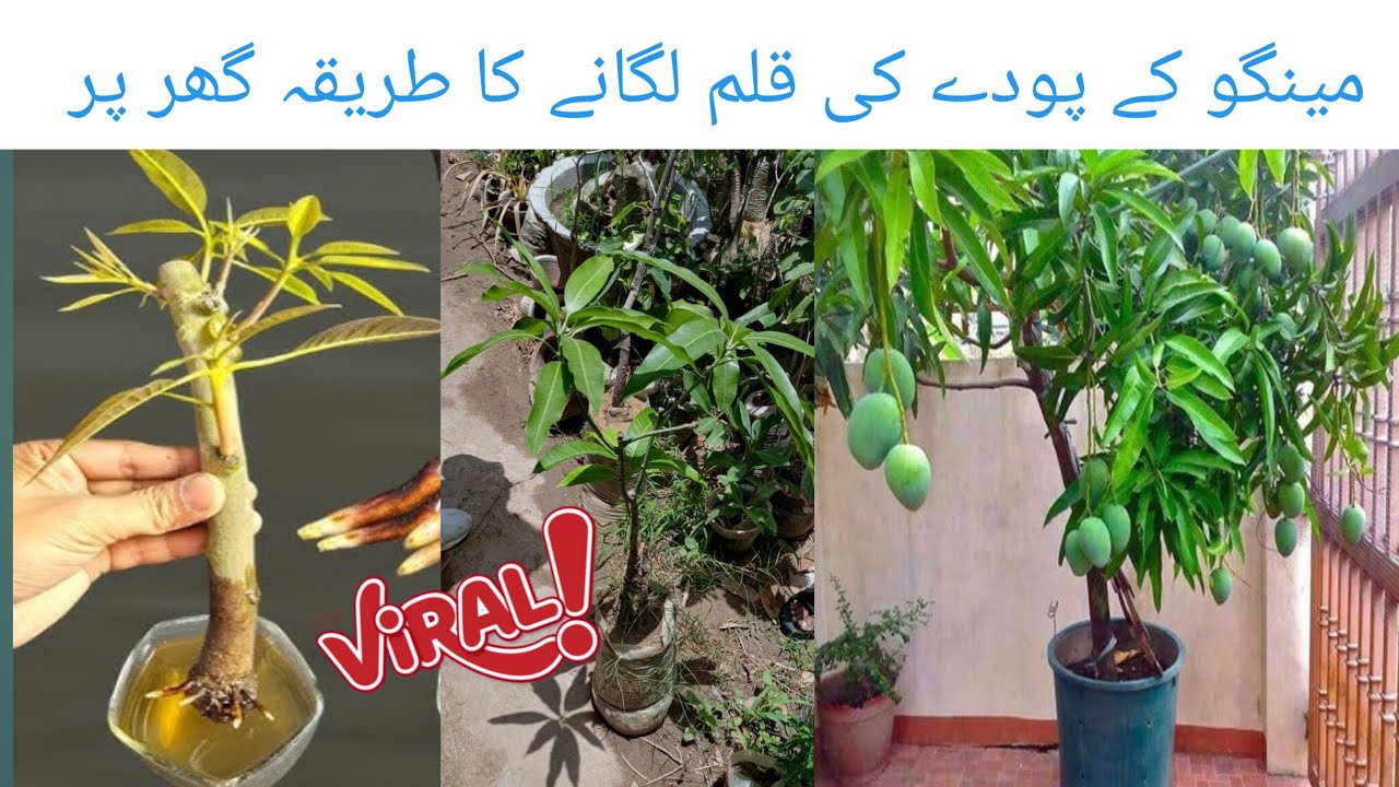 How to grow Mango from cutting | mango ki cutting kaise lagaen | easy & successful method