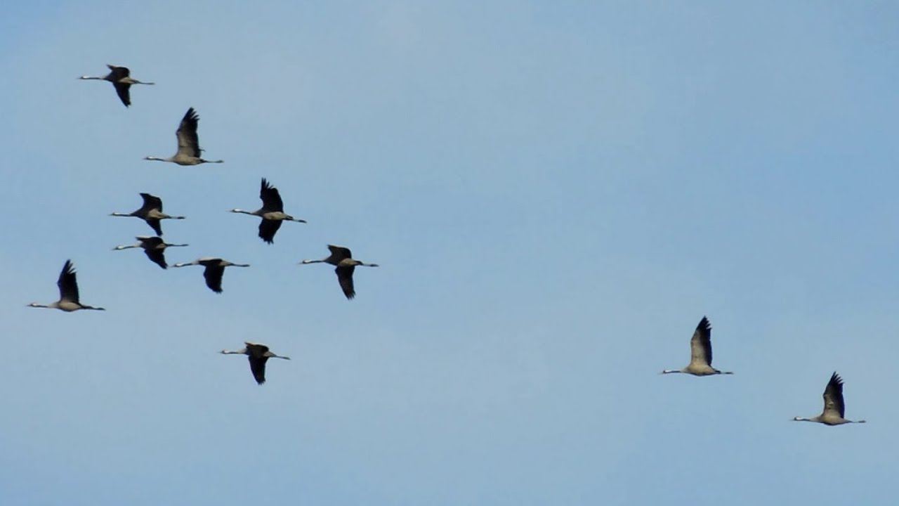 Flera Tranor flyger &ouml;ver Uppsala (Uppland) den 28 mars 2015