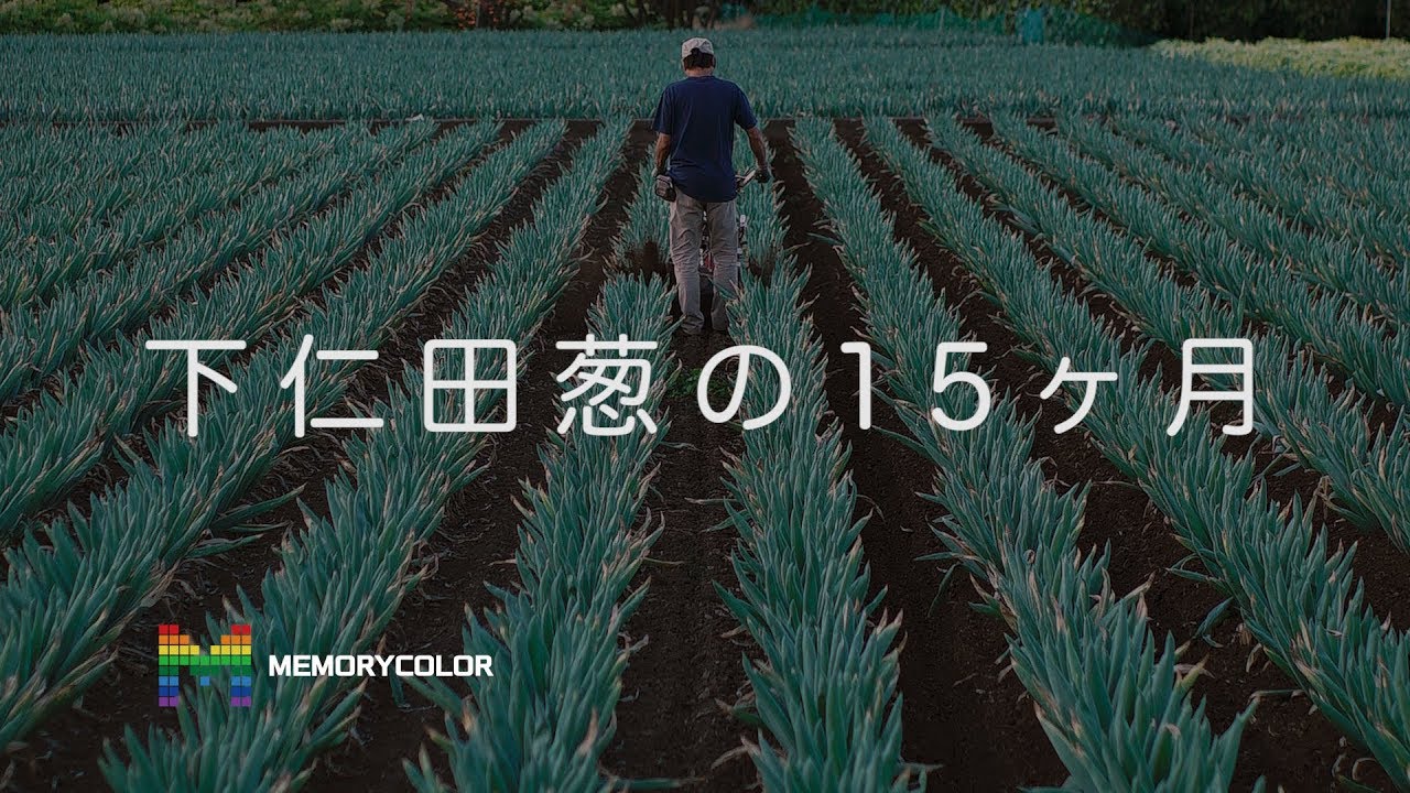 下仁田葱の15ヶ月