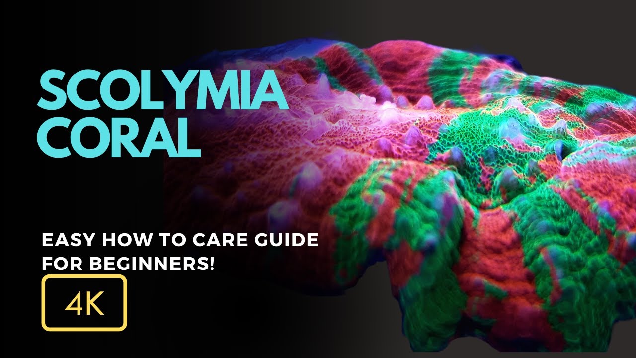 All About Scolymia Coral (Scolymia spp.): Care, Growth, and Tips for Your Reef Aquarium