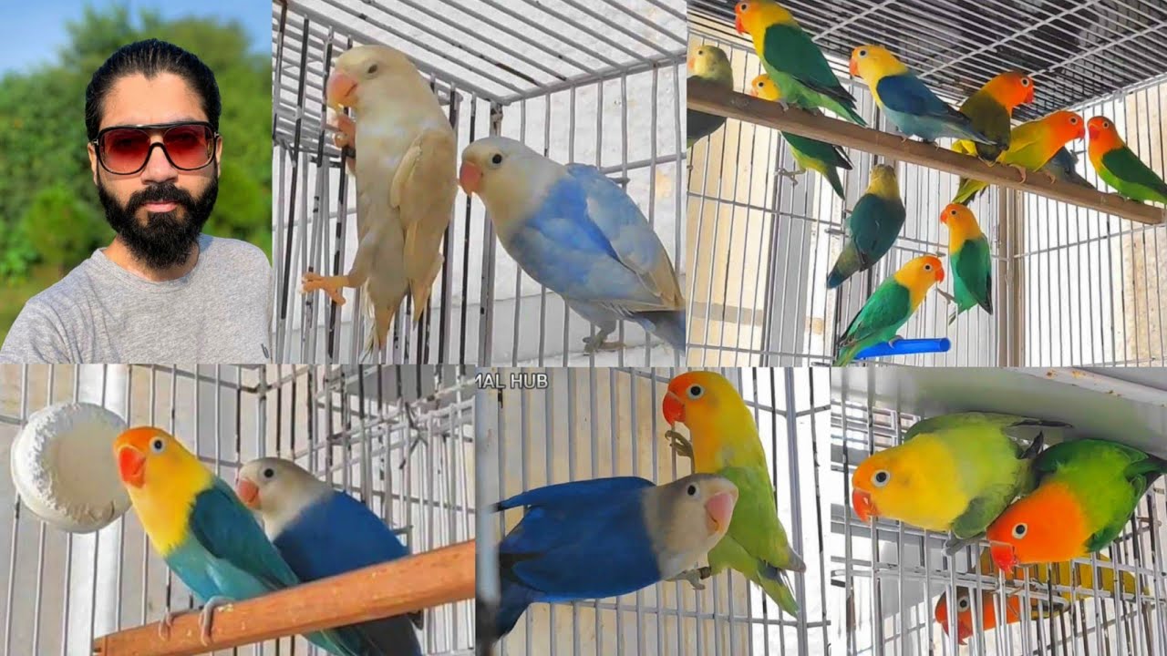 Extreme Quality Lovebirds Setup at Rawalpindi, Opalines Pale Fallow Dilutes Creameno Albino